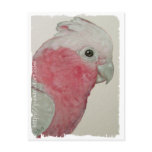 Postcard - Rose Breasted Cockatoo