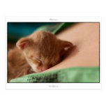 Postcard: Safehaven, LaPerm kitten