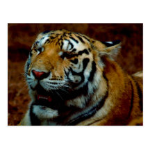 Postcard Siberian TIger