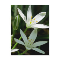 Postcard: Star-of-Bethlehem (Flower)