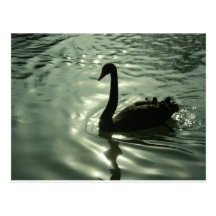 postcard - swan