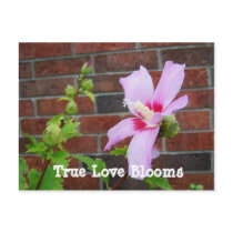 Postcard -True Love Blooms