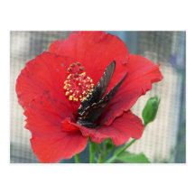 postcard with butterfly on red flower