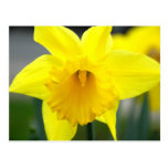 Postcard - Yellow Daffodil