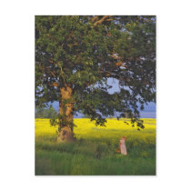 POSTCARDS   NORTH HERO VERMONT