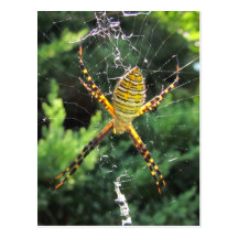 Postcsrd réuni de ~ d'araignée de jardin cartes postales