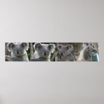 Poster Adopt A Koala Australia