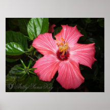 Poster. Amazing Flower