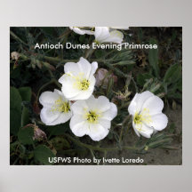 Poster / Antioch Dunes Evening Primrose