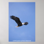 Poster / Bald Eagle in Flight