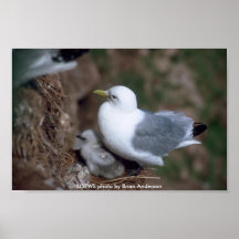 Poster / Black-legged Kittiwake on Nest