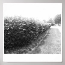 Poster-Black & White-Bushes