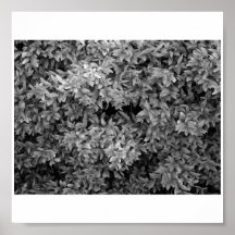 Poster-Black & White-Bushes