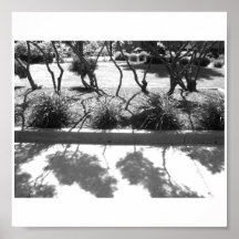 Poster-Black & White-Trees and Shadows