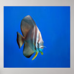 Poster - Blue Bat Fish
