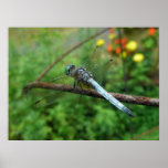 Poster Blue Dasher Dragonfly