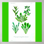 Poster-Botanicals-Leafy Vegetables 2