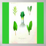 Poster-Botanicals-Leek