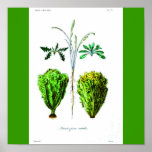 Poster-Botanicals-Lettuces 2