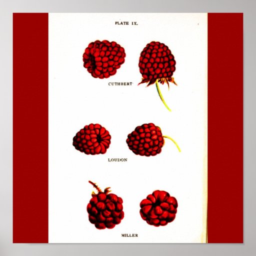 Poster-Botanicals-Raspberries