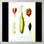 Poster-Botanicals-Root Vegetables