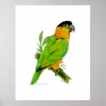 Poster - Caique