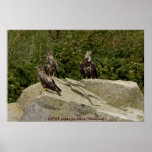 Poster / Castle Rock Juvenile Bald Eagles
