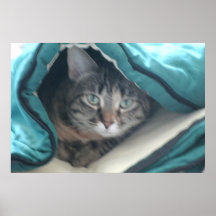 Poster Cat Peeking Out Beneath the Blanket