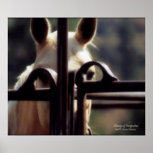 Poster, Change of Perspective, Horse, Farm, Rodeo