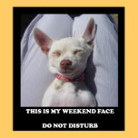 poster chi white puppy sleeps cute animal lover posters