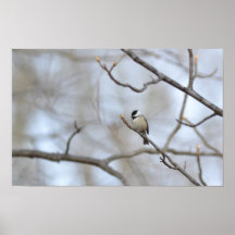 Poster: Chickadee in Late Winter