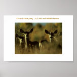 Poster / Deer / Mule Deer Herd posters