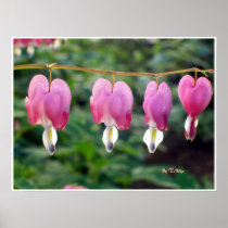 Poster Dicentra Spectabilis - Bleeding Hearts