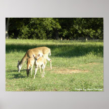 Poster / Doe & Fawns