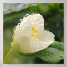 Poster " Fleur blanche sous la pluie "