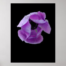 Poster, Floating Purple Poppy