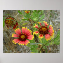Poster Gaillardia Wildflower at the Shore