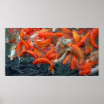 Poster - Koi Crowd posters