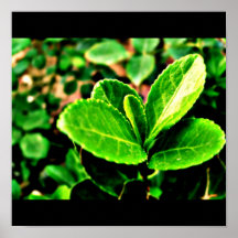 Poster-Leaves Gallery-1
