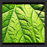 Poster-Leaves Gallery-12 posters