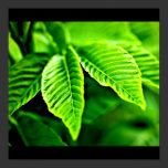 Poster-Leaves Gallery-13 posters