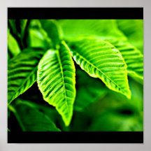 Poster-Leaves Gallery-13