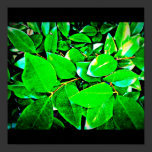 Poster-Leaves Gallery-15 posters