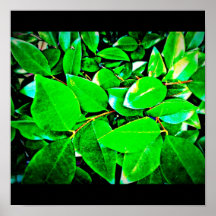 Poster-Leaves Gallery-15