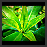 Poster-Leaves Gallery-17 posters