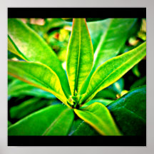 Poster-Leaves Gallery-17