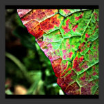 Poster-Leaves Gallery-18 posters