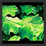 Poster-Leaves Gallery-19 posters