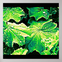 Poster-Leaves Gallery-19