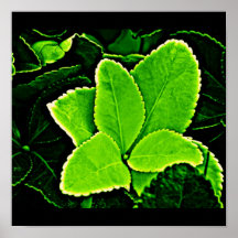 Poster-Leaves Gallery-20